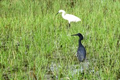 Egretta ardesiaca