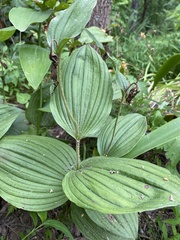 Cypripedium parviflorum