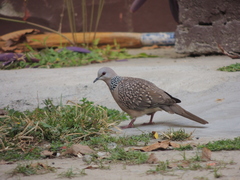 Streptopelia chinensis