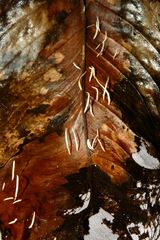 Pterulicium caricis-pendulae