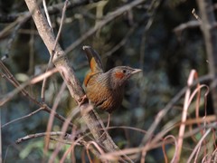 Trochalopteron lineatum