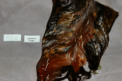 Pterulicium caricis-pendulae