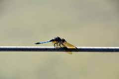 Pachydiplax longipennis