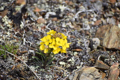 Erysimum angustatum