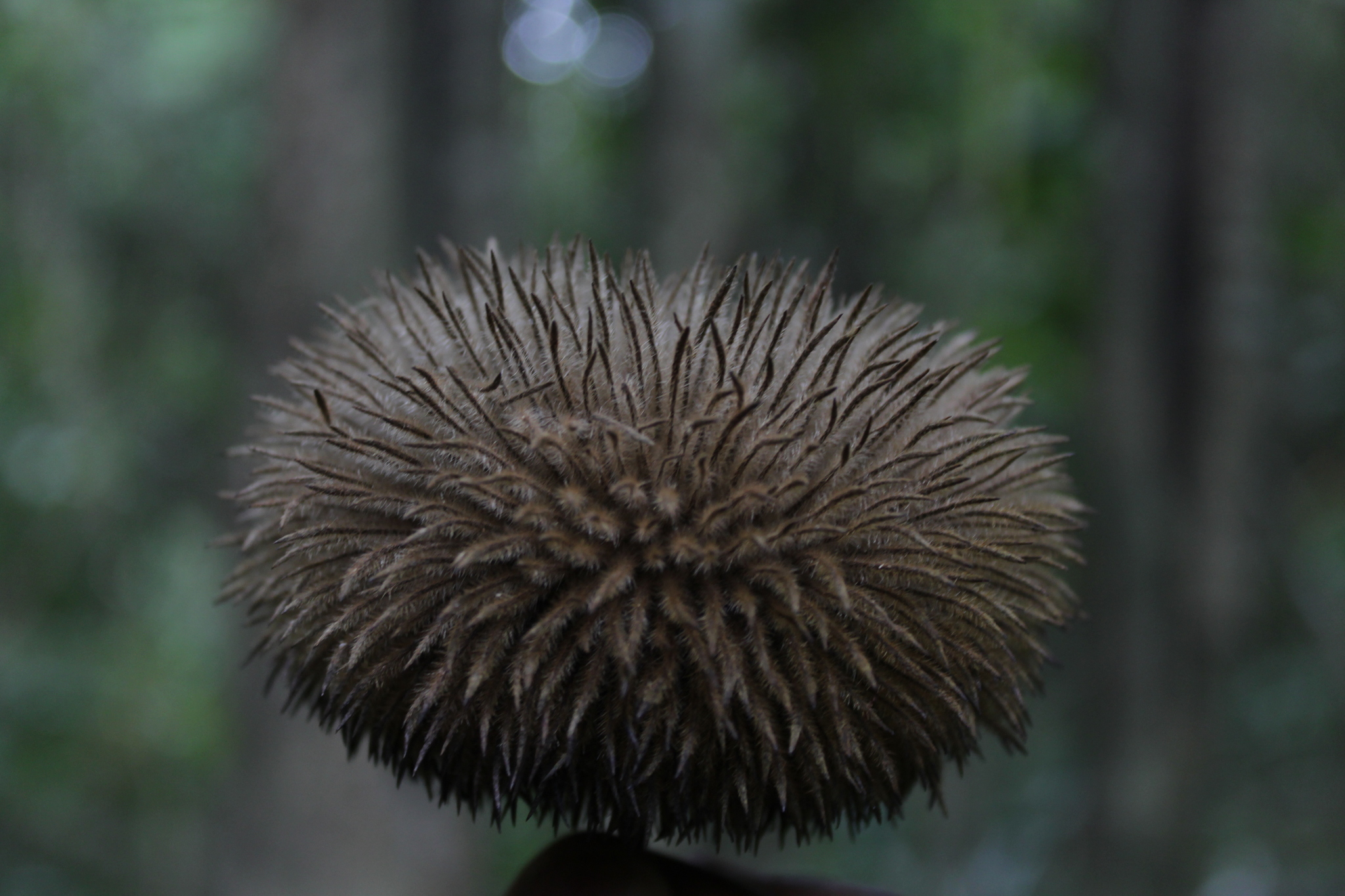Apeiba tibourbou