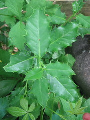 Ilex aquifolium