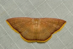 Pseudhyria rubra
