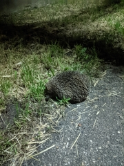 Erinaceus roumanicus