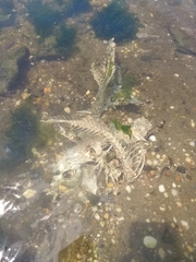 Cynoscion regalis
