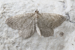 Philereme vetulata