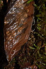 Pterulicium caricis-pendulae