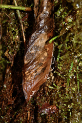 Pterulicium caricis-pendulae