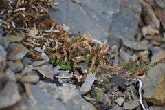 Selaginella sibirica