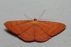Eumelea rosalia