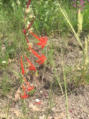 Ipomopsis aggregata collina