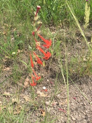 Ipomopsis aggregata collina