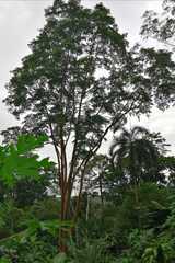 Calycophyllum spruceanum