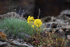Erysimum angustatum