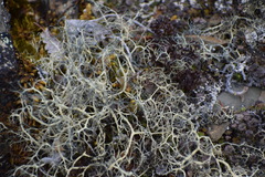 Alectoria ochroleuca