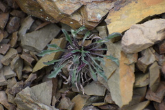 Erysimum pallasii