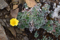Potentilla subvahliana