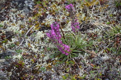 Pedicularis lanata