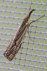 Chrysocrambus