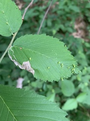 Agromyza aristata