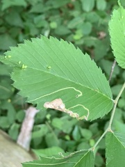 Agromyza aristata