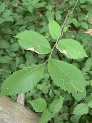 Agromyza aristata
