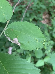 Agromyza aristata