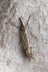 Chrysocrambus