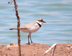 Charadrius dubius curonicus