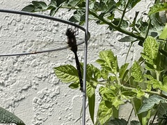 Rhionaeschna californica