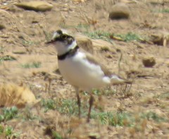 Charadrius dubius curonicus