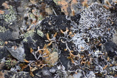 Selaginella sibirica