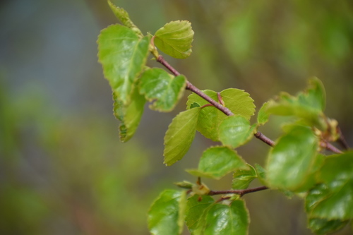 Image of Betula neoalaskana by (c) Syd Cannings, some rights reserved (CC BY)