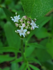 Valeriana californica