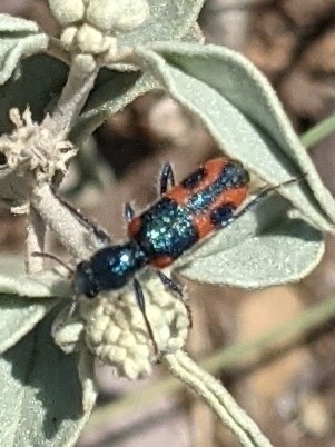 Trichodes oresterus
