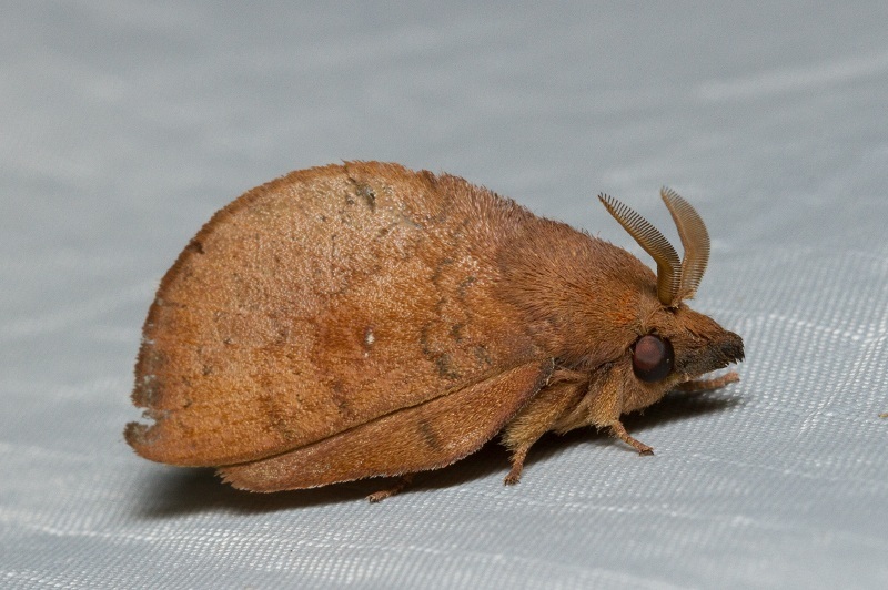 Micropacha roepkei