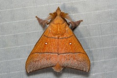 Odonestis erectilinea