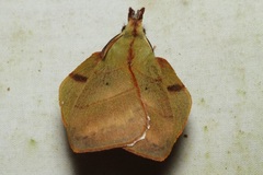 Radhica elisabethae elisabethae