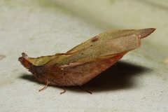 Radhica elisabethae elisabethae