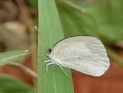 Eurema daira
