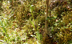 Pterostylis oliveri