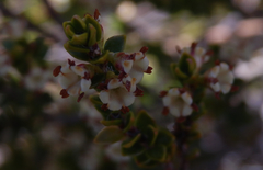 Epacris alpina
