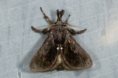 Hyphormides argentipunctata