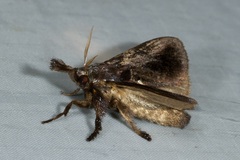 Hyphormides argentipunctata