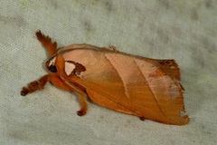 Mahanta quadrilinea