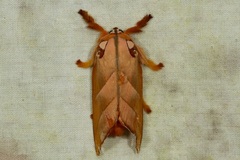 Mahanta quadrilinea